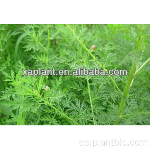 Atención médica antiviral Artemisia Annua extracto